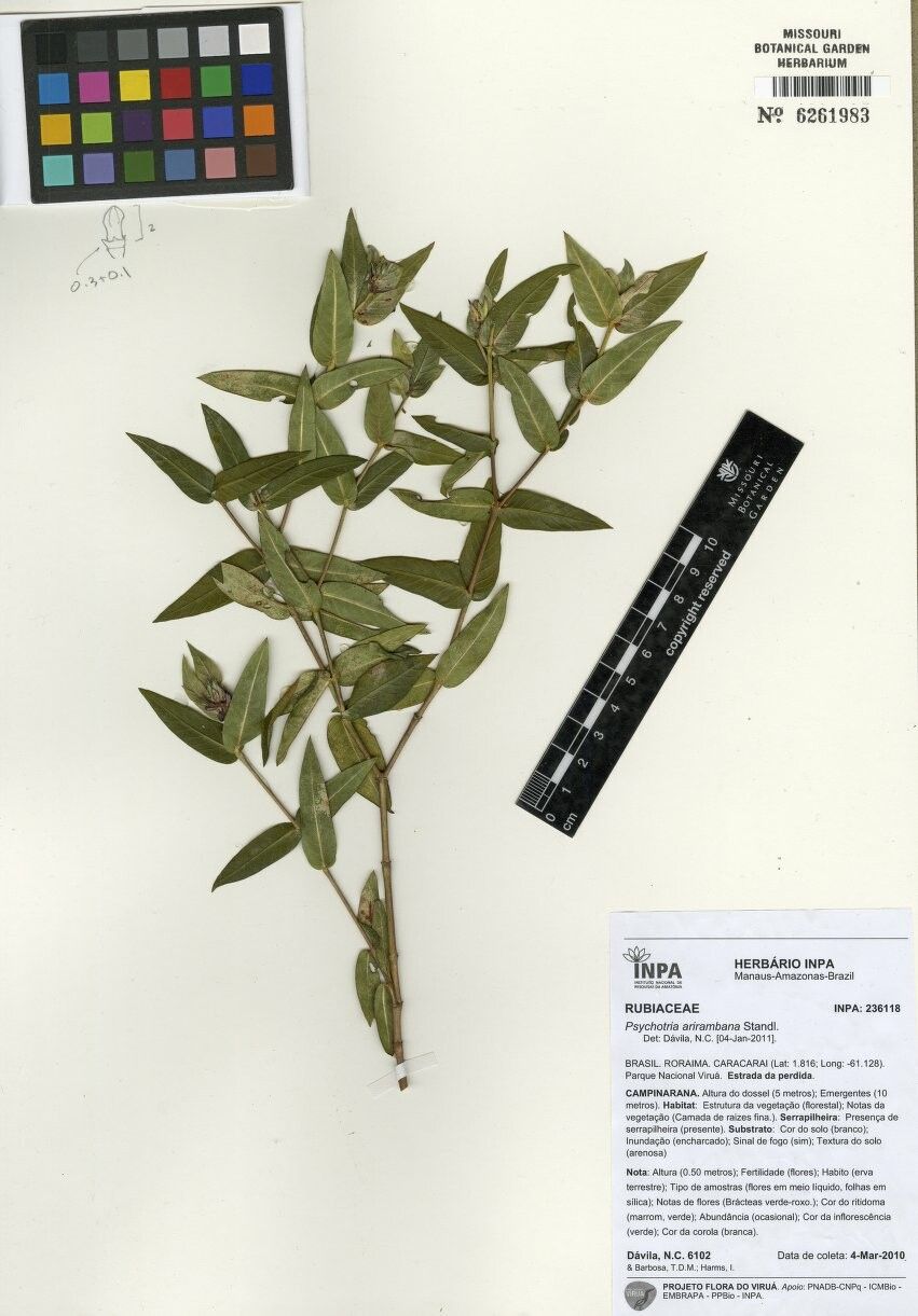 Psychotria arirambana — houseplant care guide