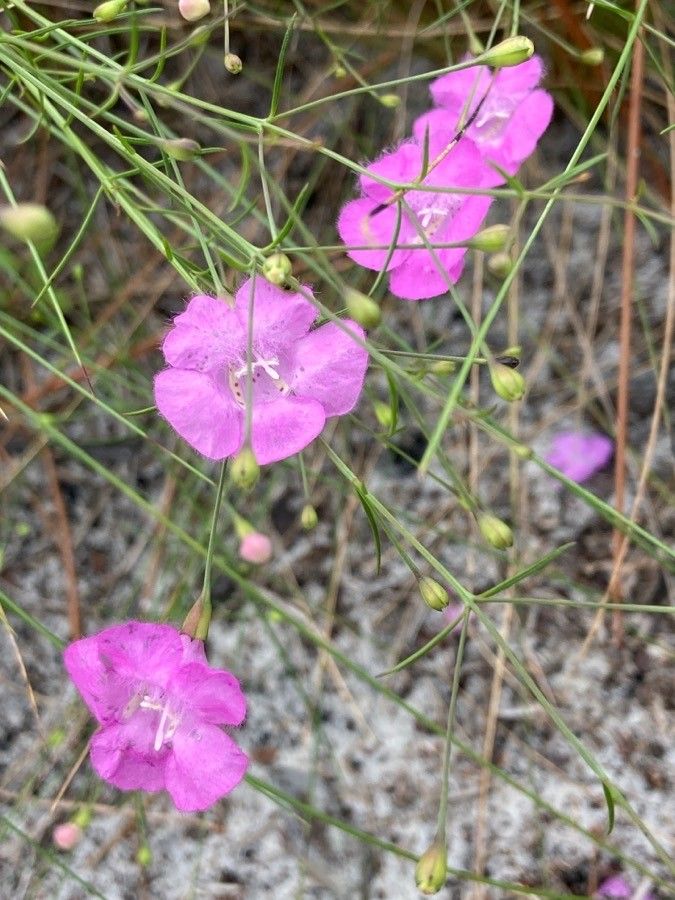 Agalinis edwardsiana