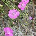 Agalinis edwardsiana