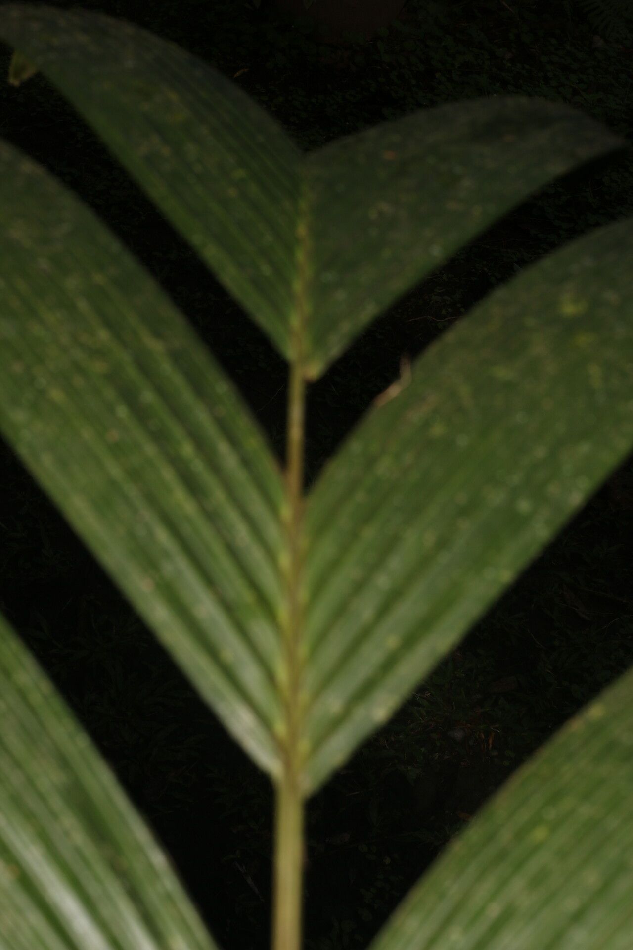 Calyptrogyne trichostachys fruit