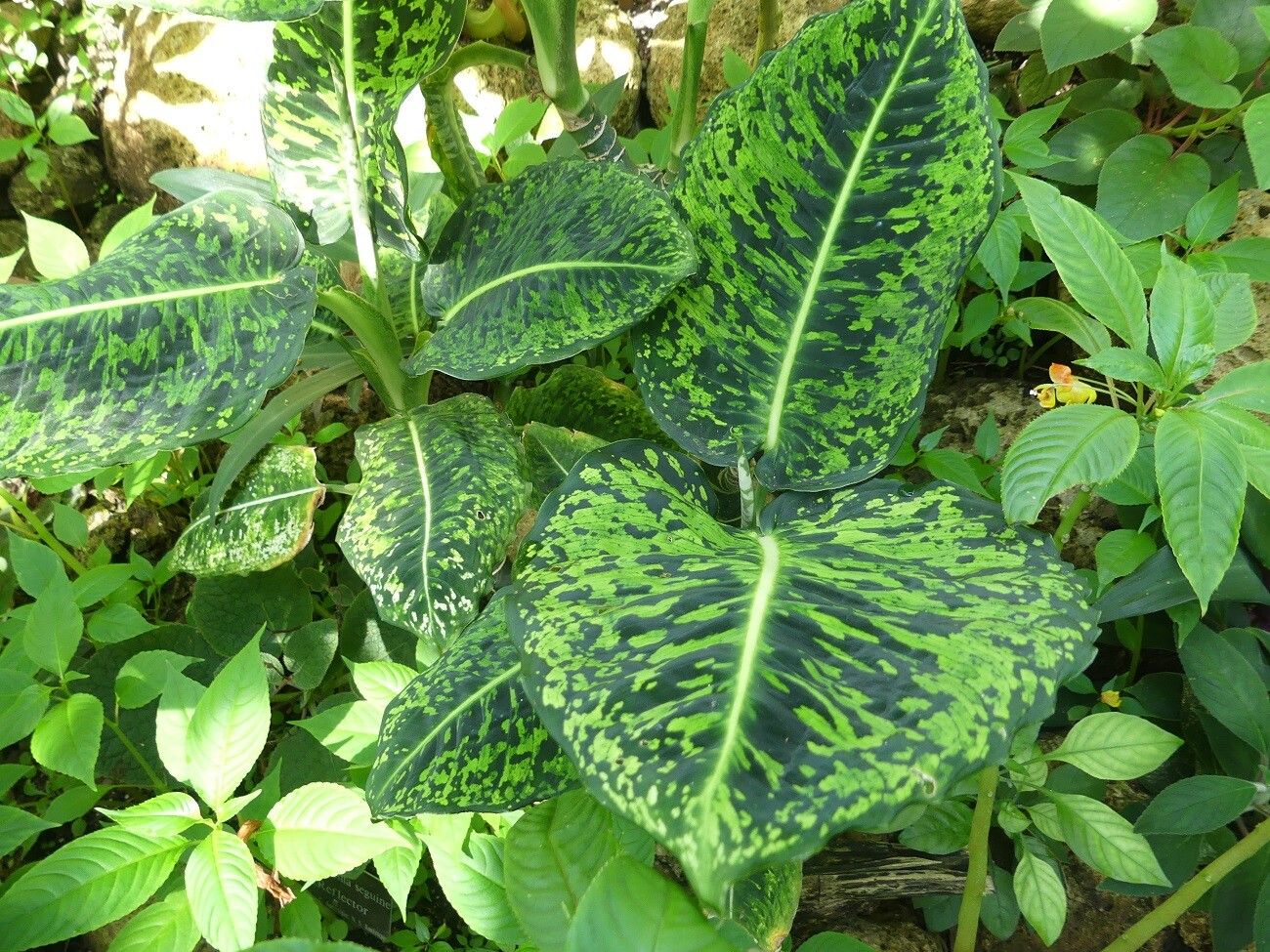Dieffenbachia grayumiana — houseplant care guide