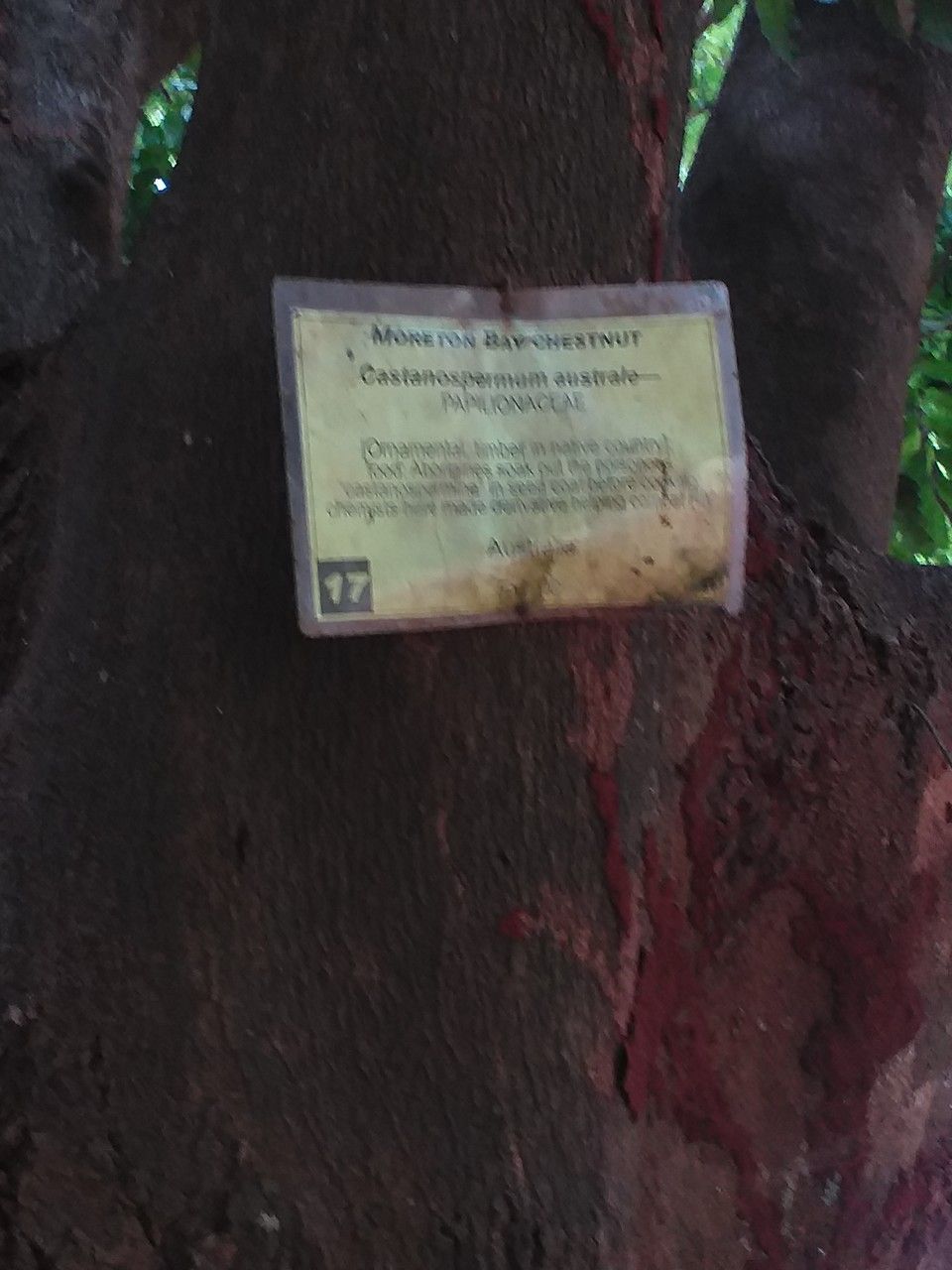 Castanospermum australe bark