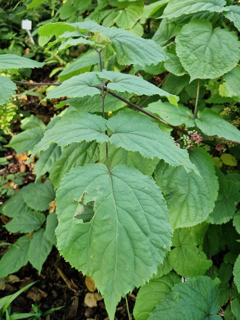 Panax pseudoginseng