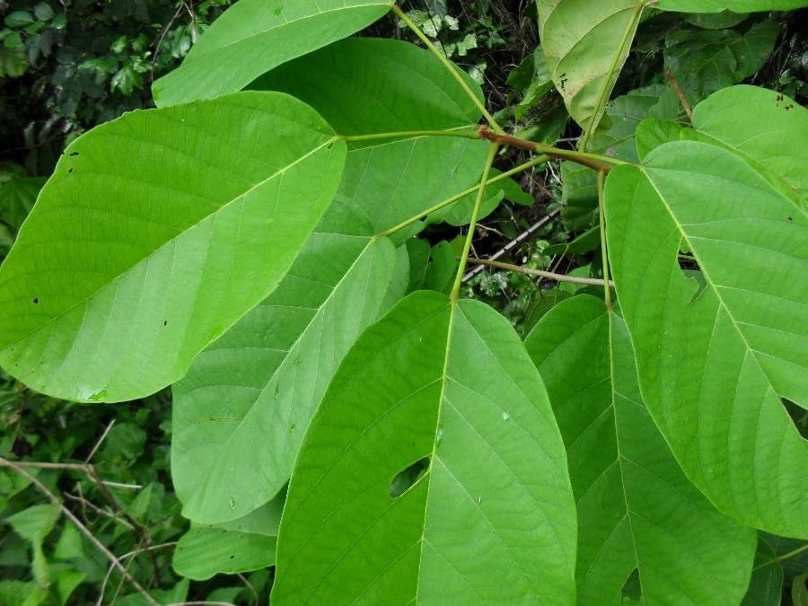 Sterculia tragacantha leaf