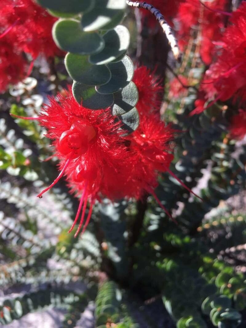 Verticordia grandis — houseplant care guide