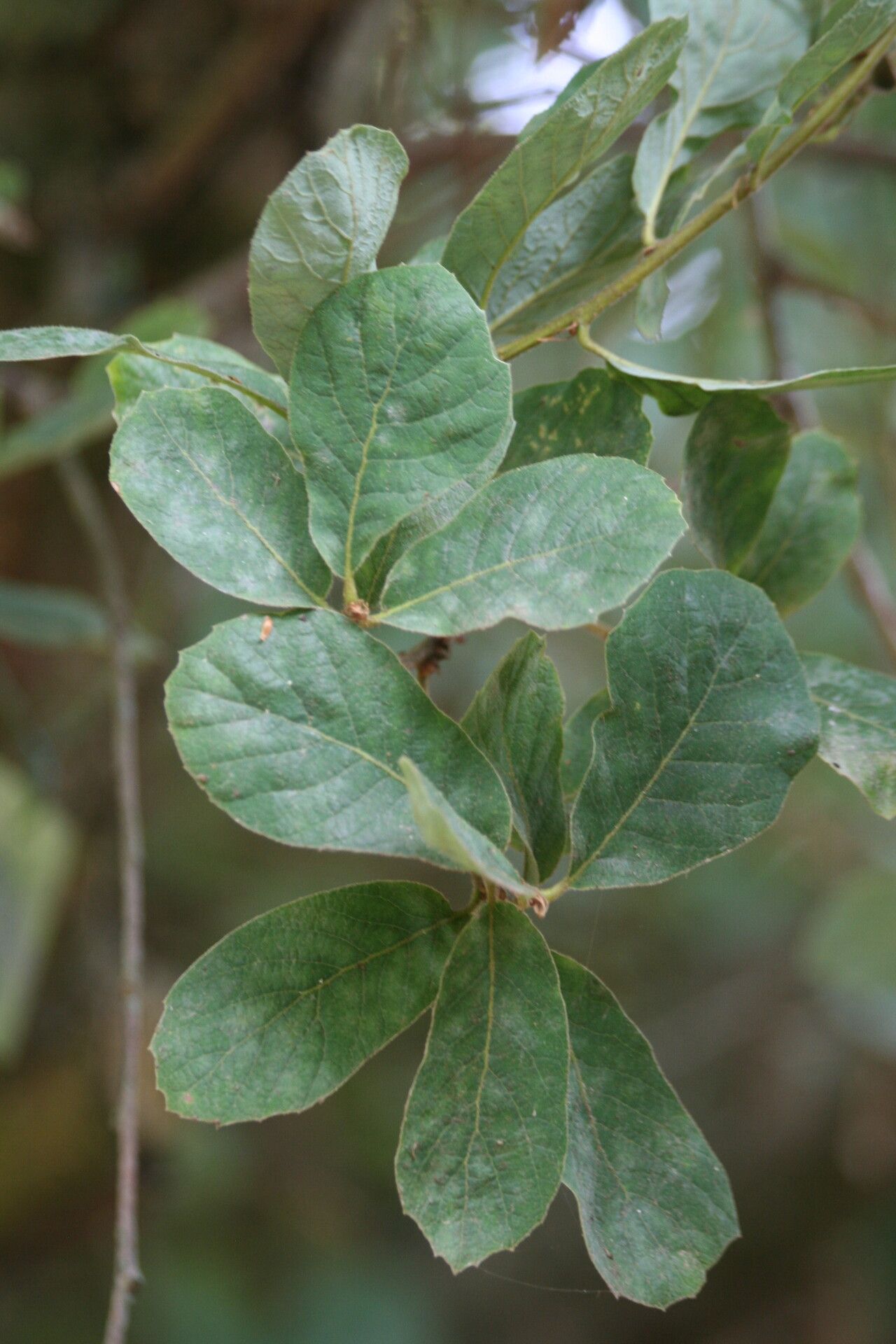 Quercus rugosa — search result for 'Fagaceae'