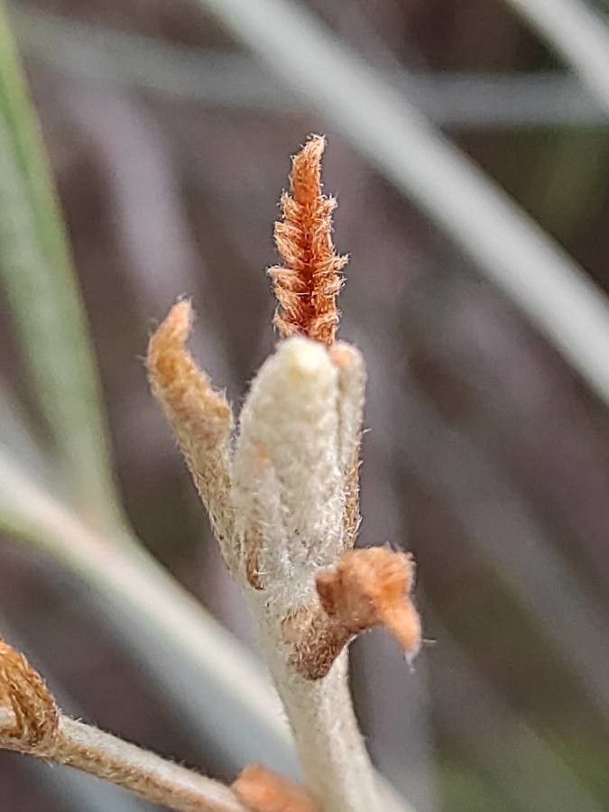Grevillea leucopteris — search result for 'Proteaceae'