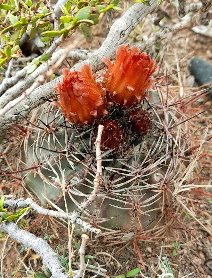 Eriosyce strausiana habit