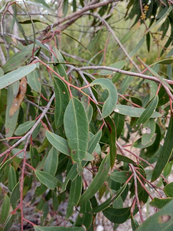 Eucalyptus camfieldii — search result for 'Eucalyptus'