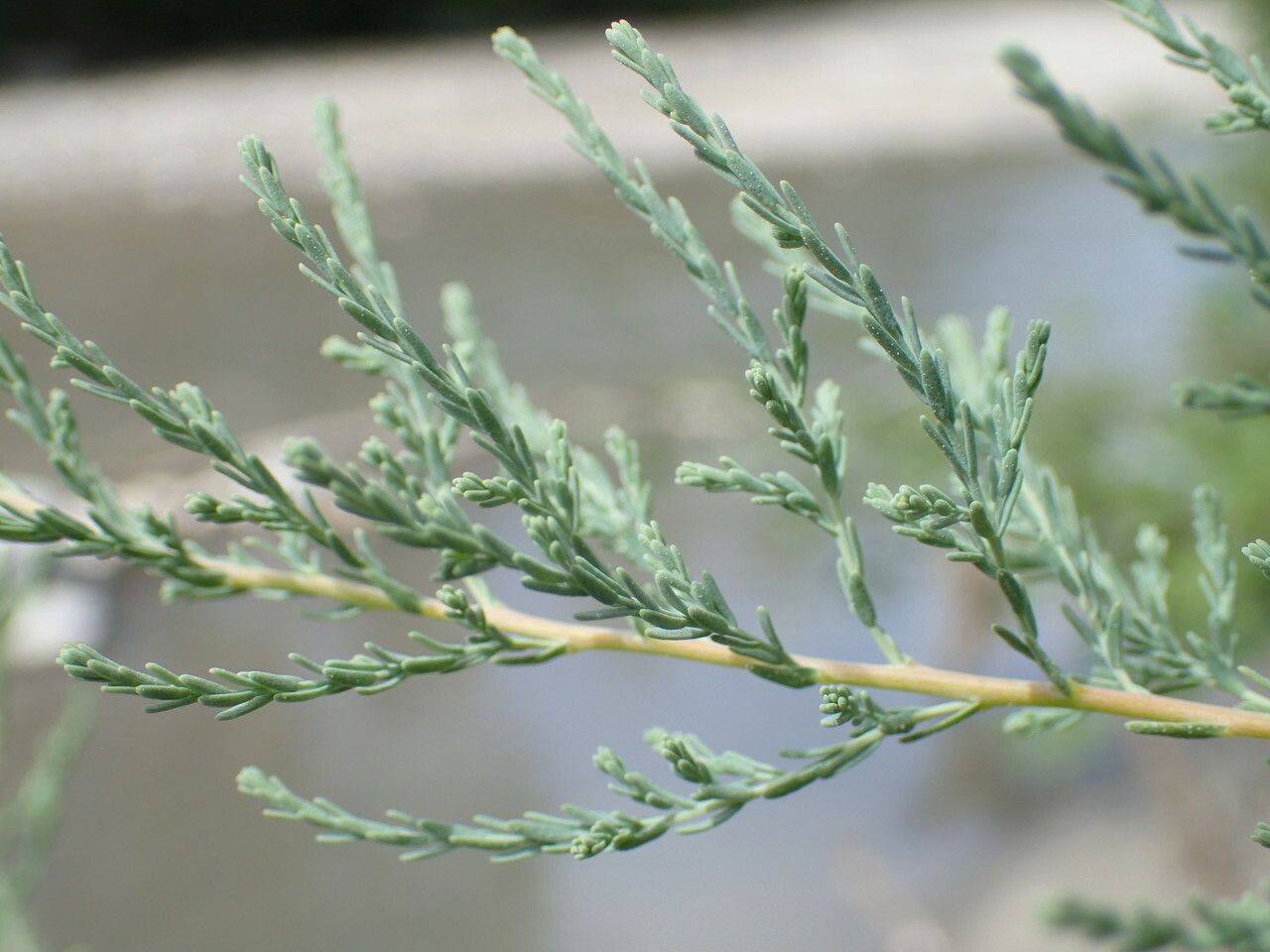 Myricaria germanica — search result for 'Tamaricaceae'