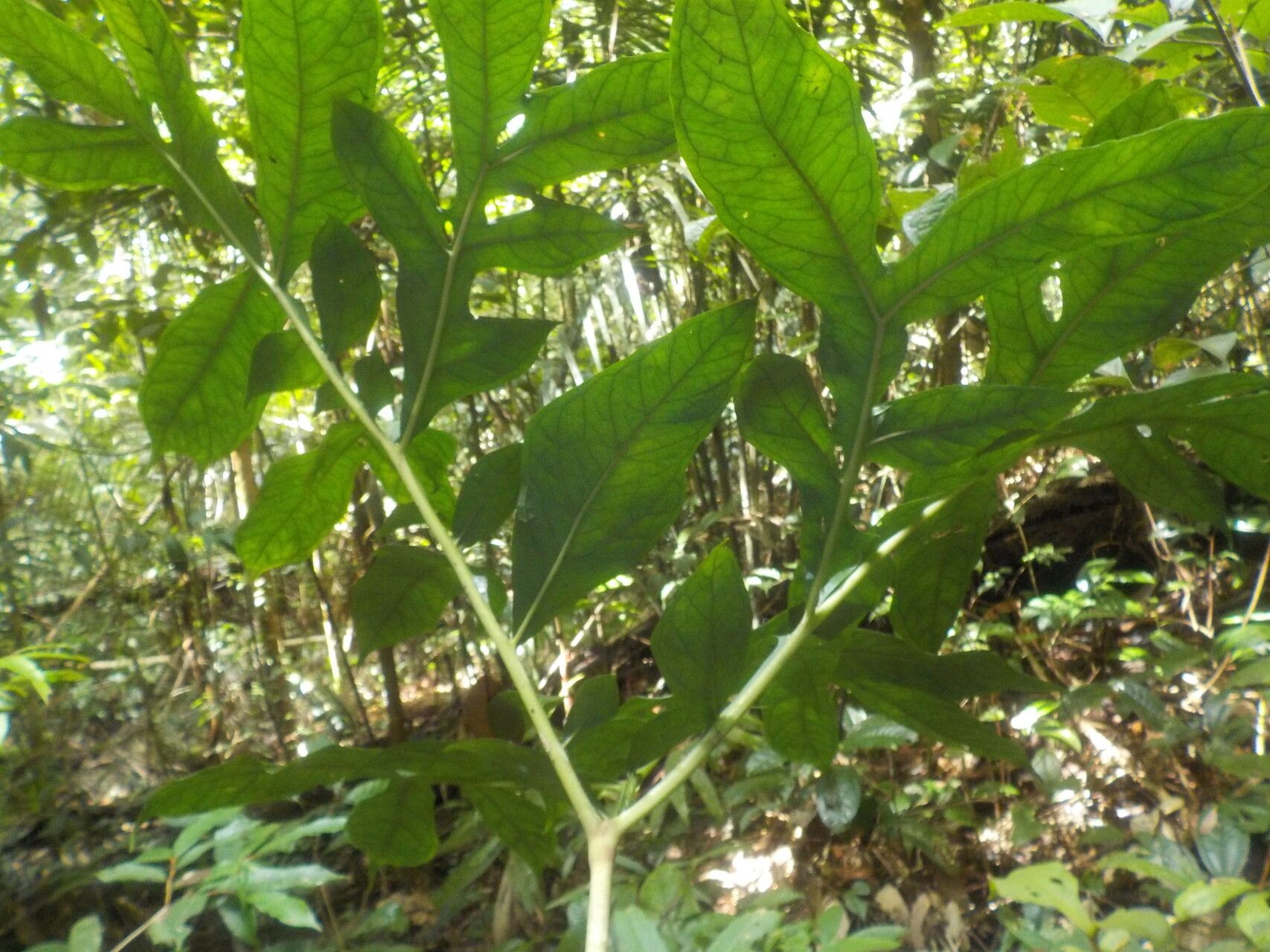 Dracontium longipes leaf