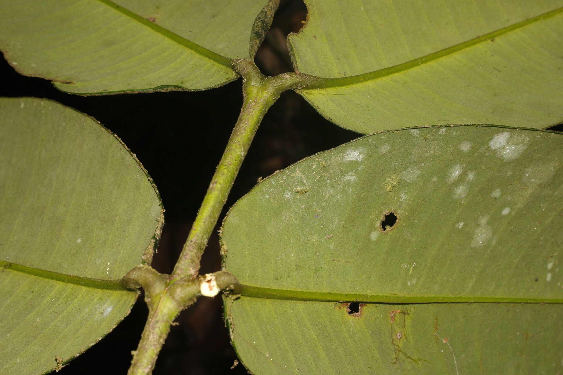 Garcinia magnifolia — search result for 'Clusiaceae'