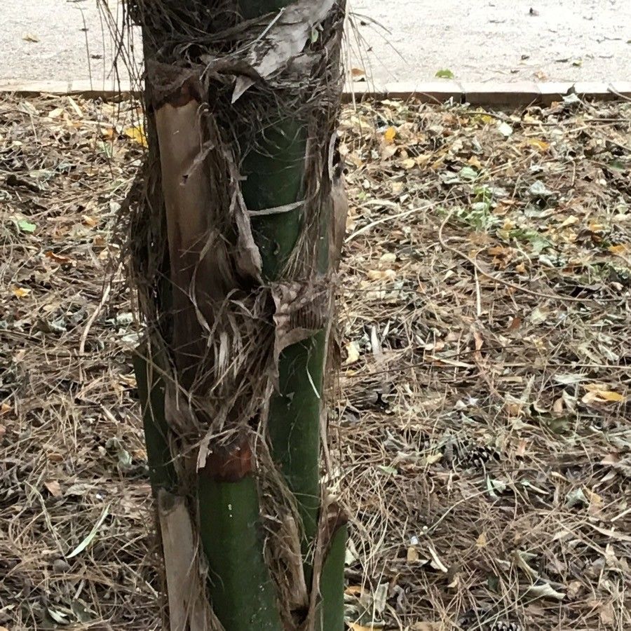 Howea belmoreana bark