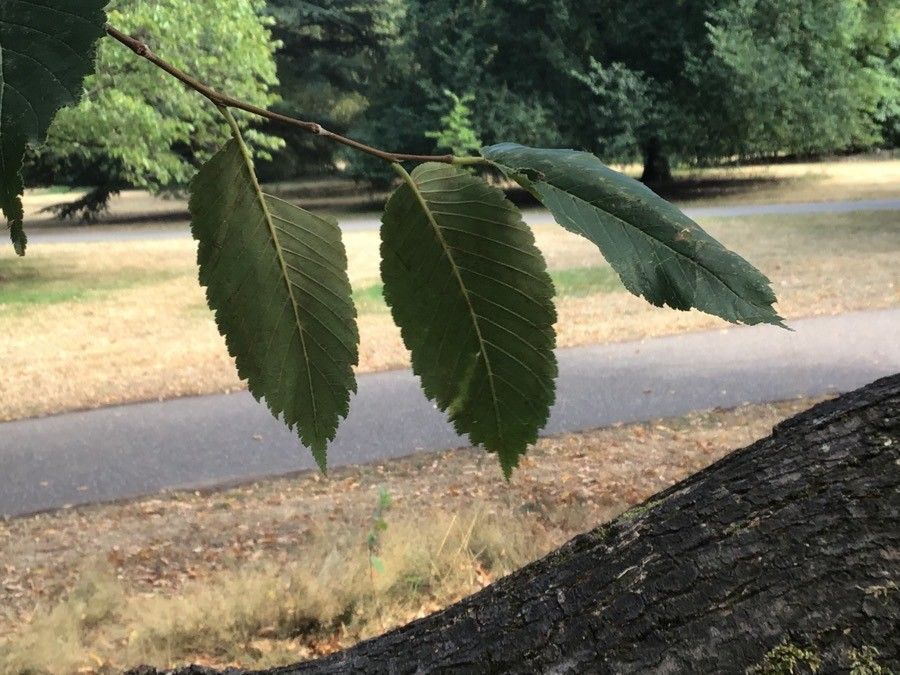 Ulmus villosa — search result for 'Ulmus'