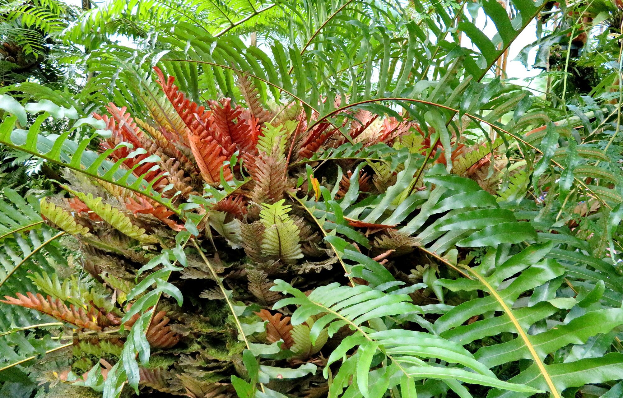 Drynaria willdenowii habit