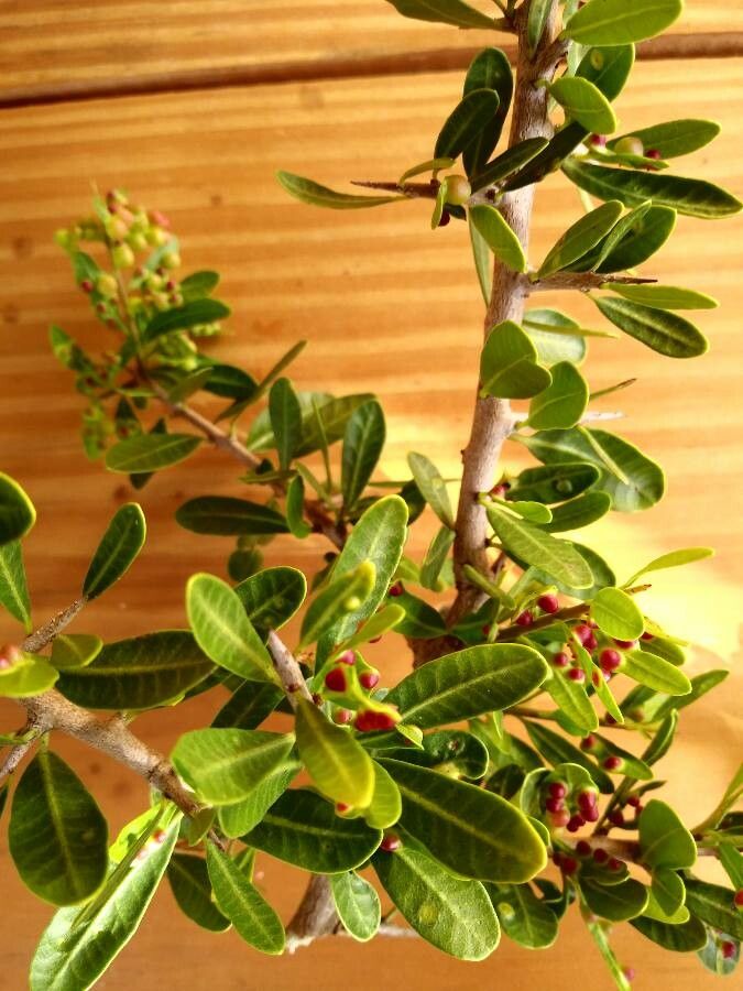 Schinus engleri — related species from the same genus