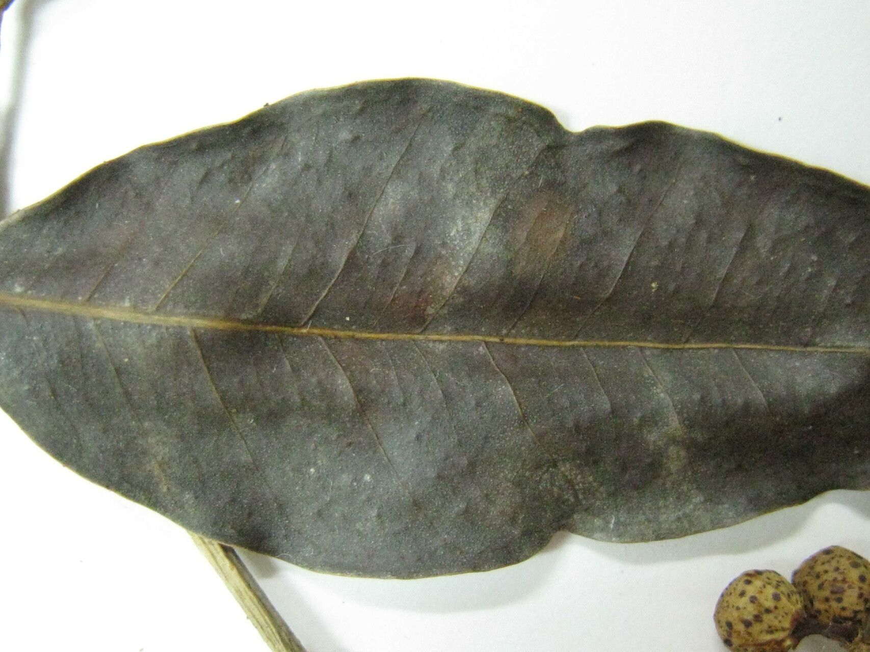 Ficus pertusa other