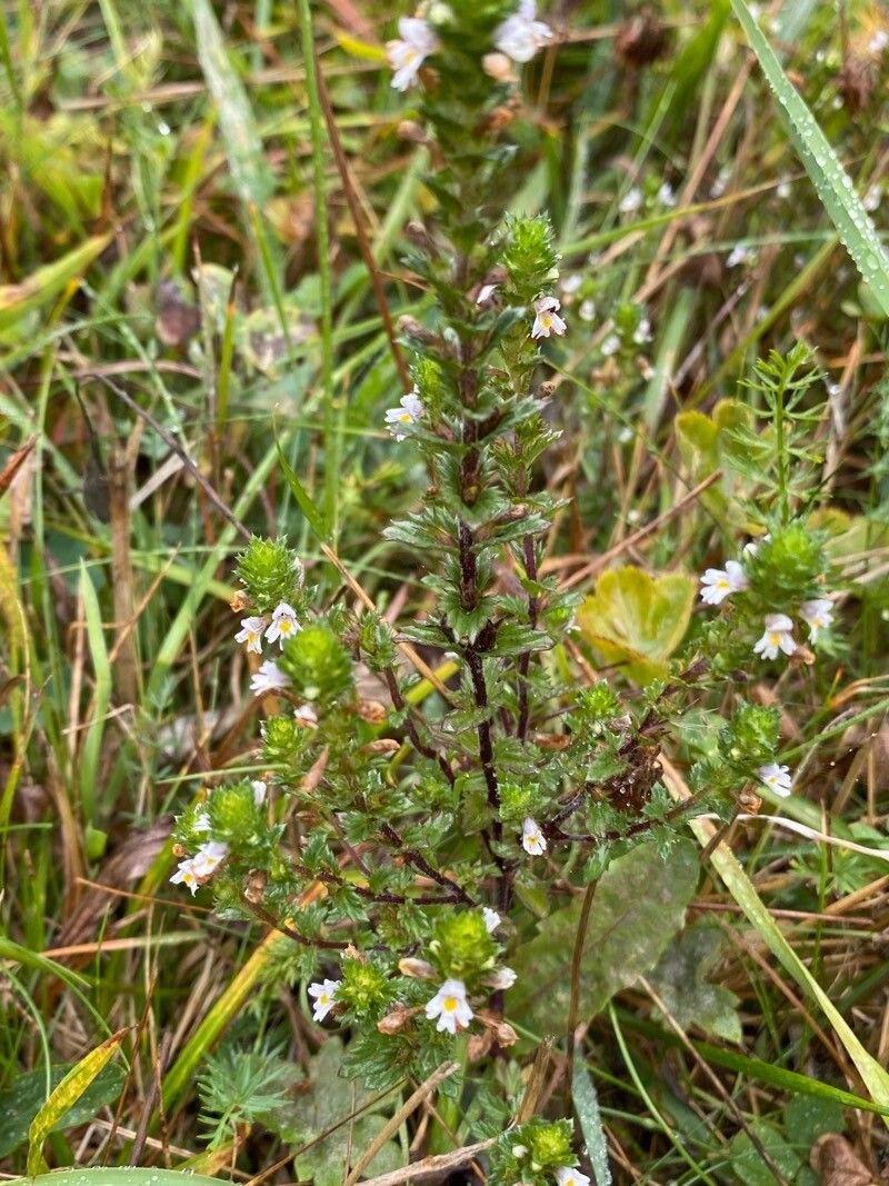 Euphrasia tetraquetra leaf