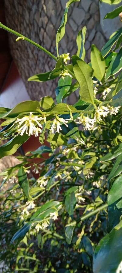 Sarcococca ruscifolia flower