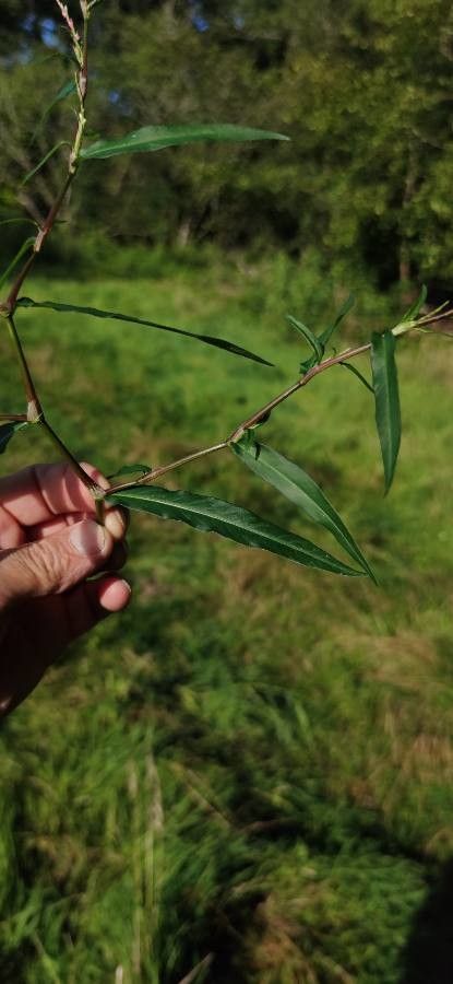 Persicaria mitis leaf