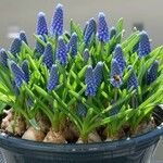 Muscari armeniacum