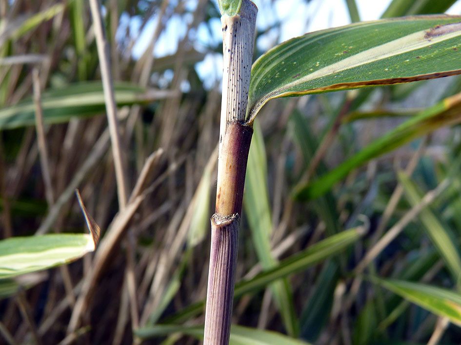 Pleioblastus fortunei bark