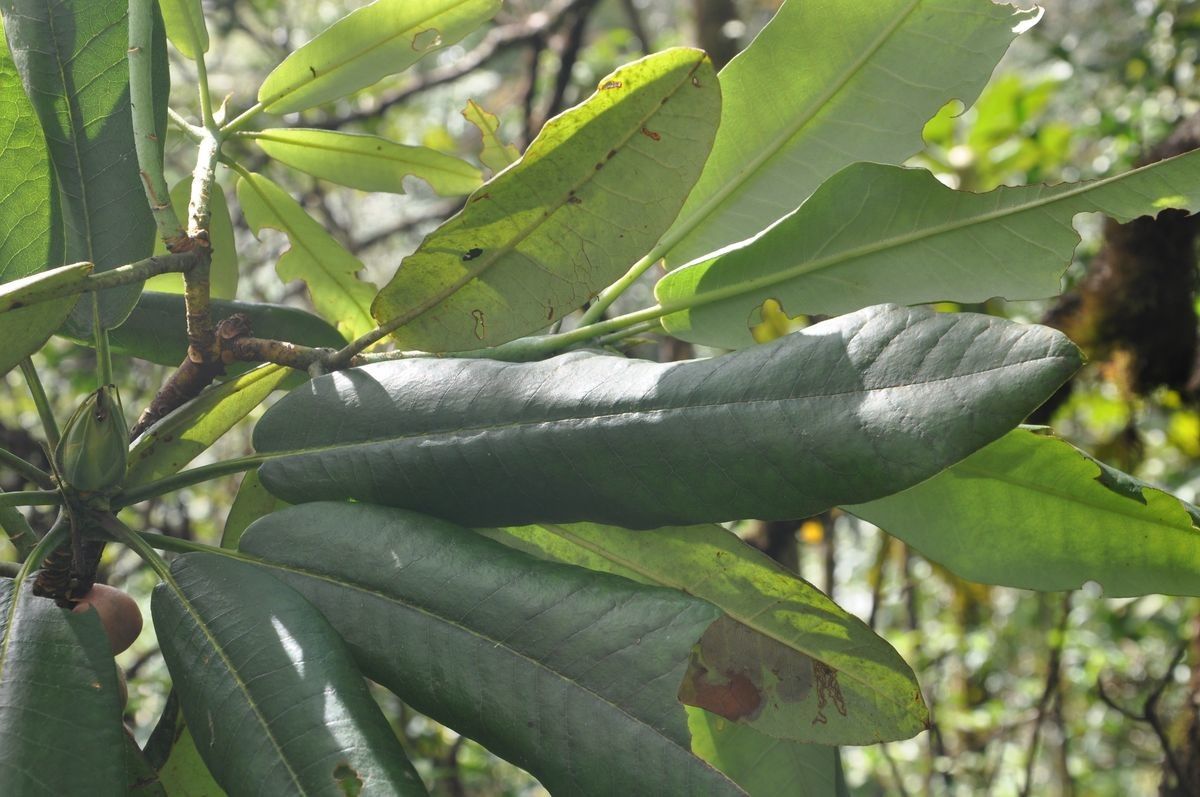 Rhododendron kyawii leaf