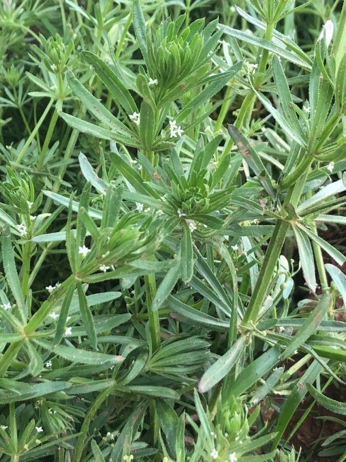 Galium tricornutum — search result for 'Rubiaceae'