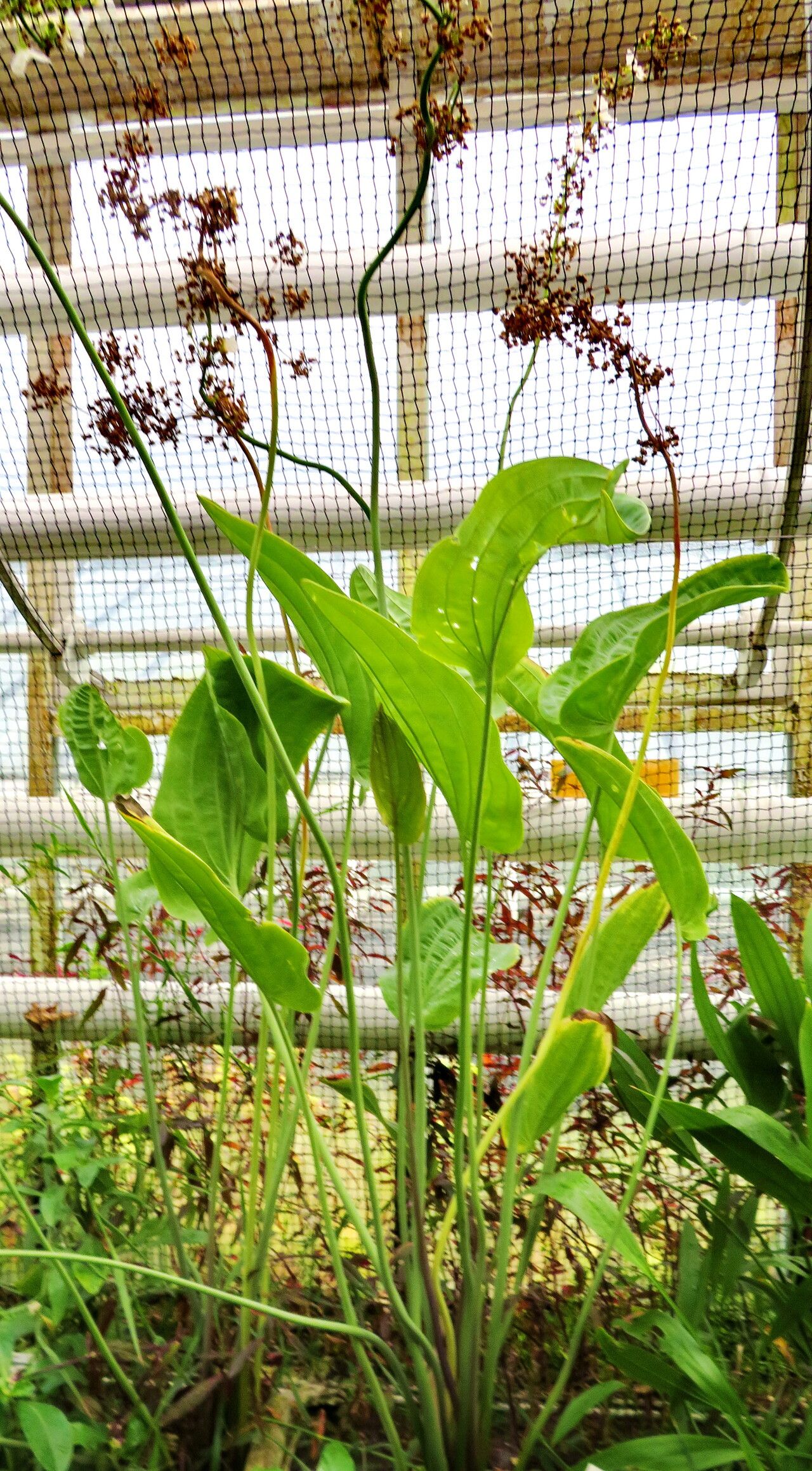 Echinodorus inpai habit