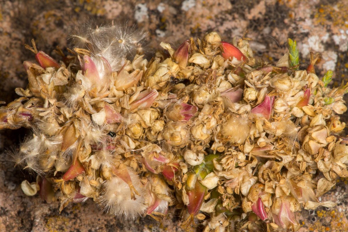 Tamarix africana fruit