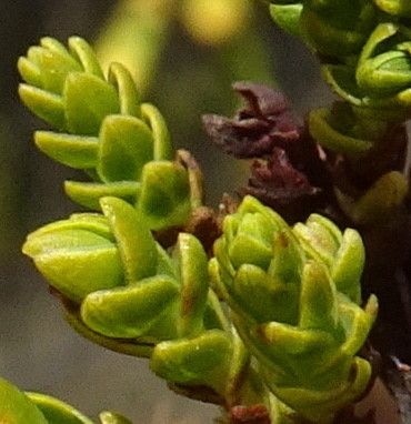 Hypericum goyanesii — search result for 'Hypericum'