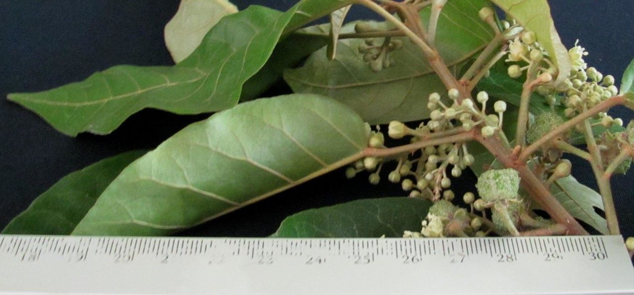 Croton tenuicaudatus leaf