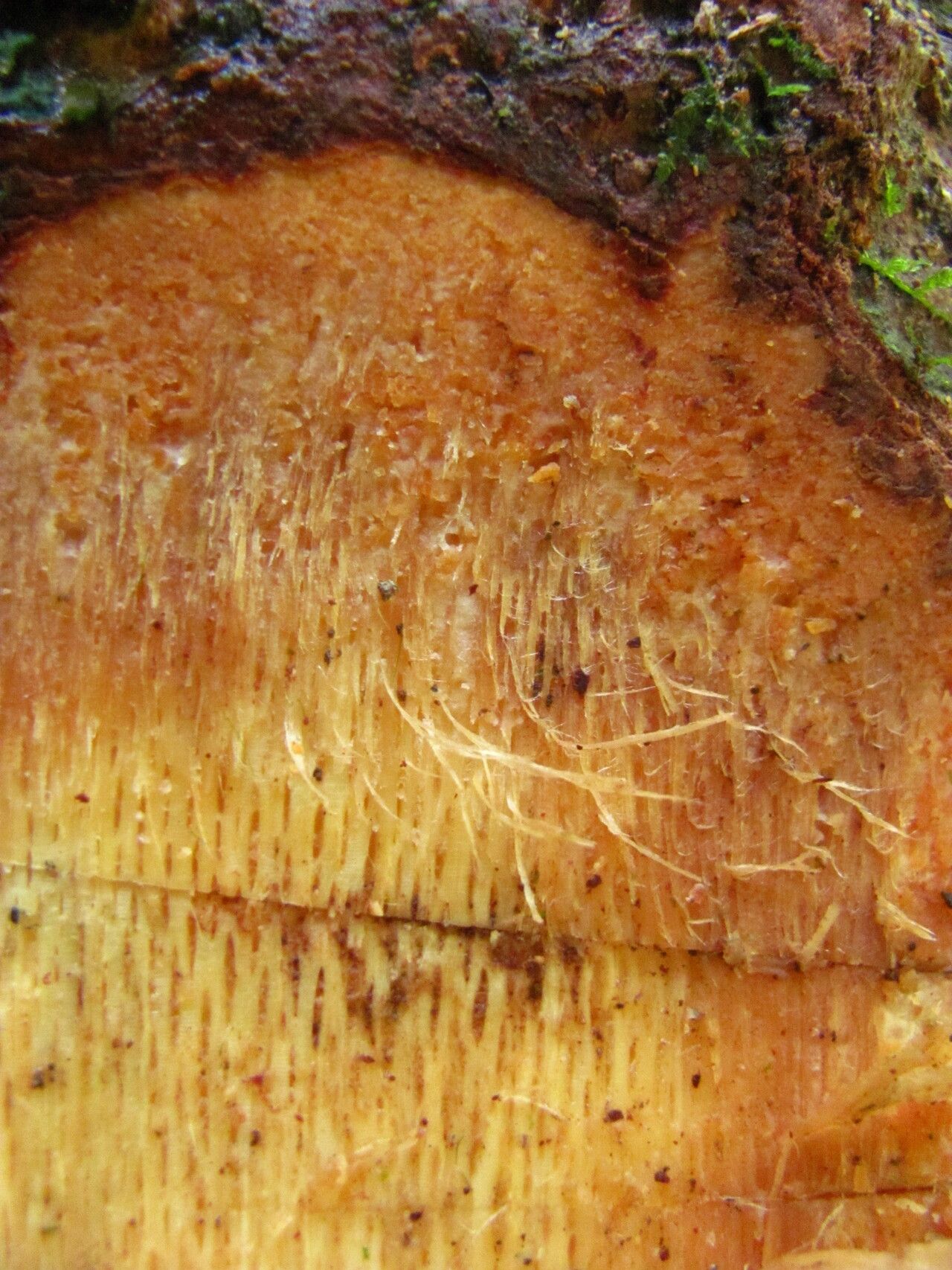 Zanthoxylum rubescens bark