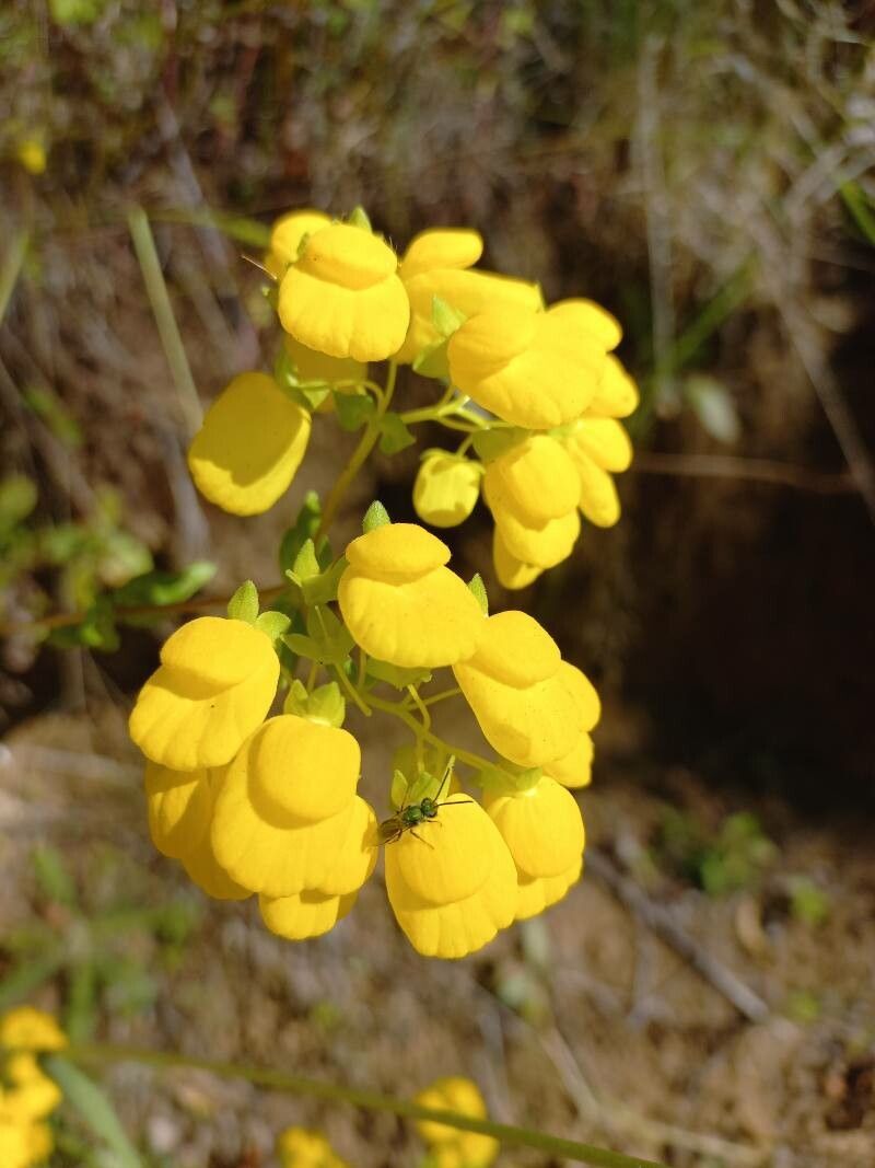 Calceolaria mexicana — houseplant care guide