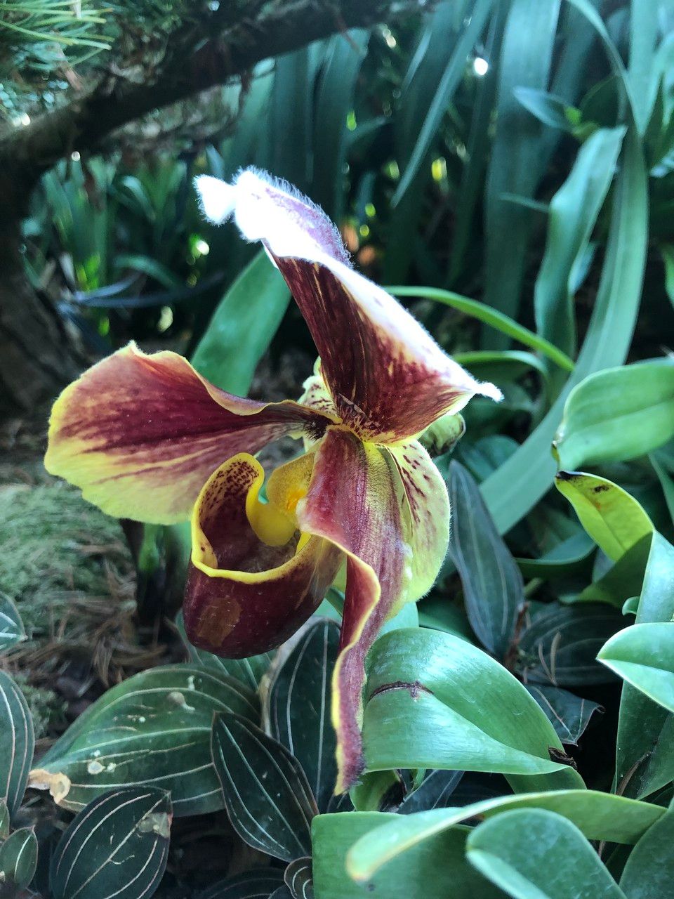 Paphiopedilum spp. fruit