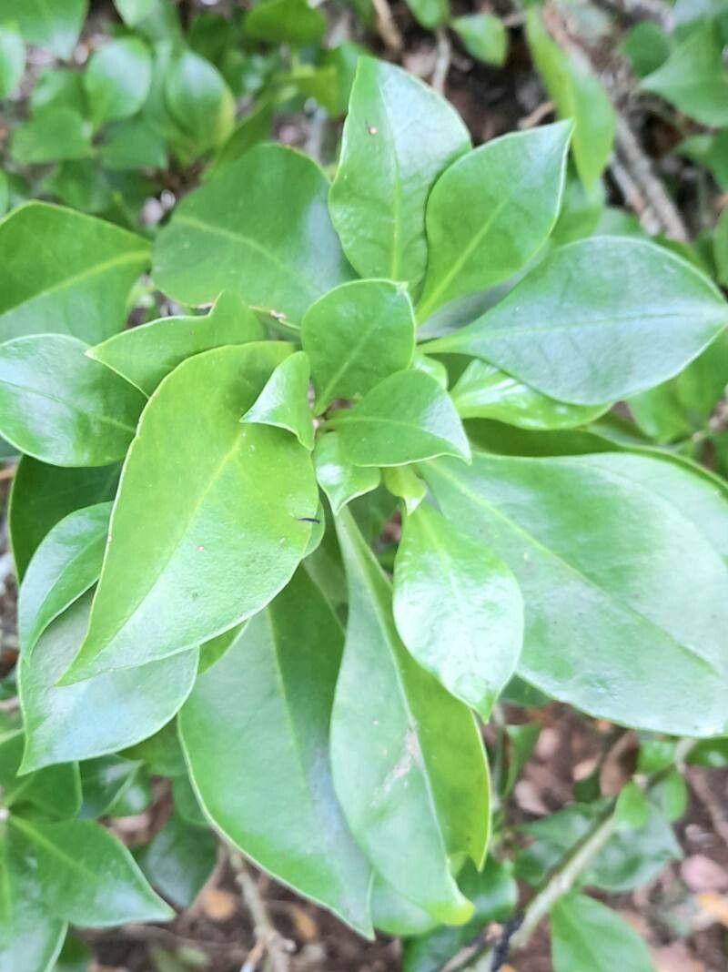 Pereskia quisqueyana — search result for 'Dominican Republic'