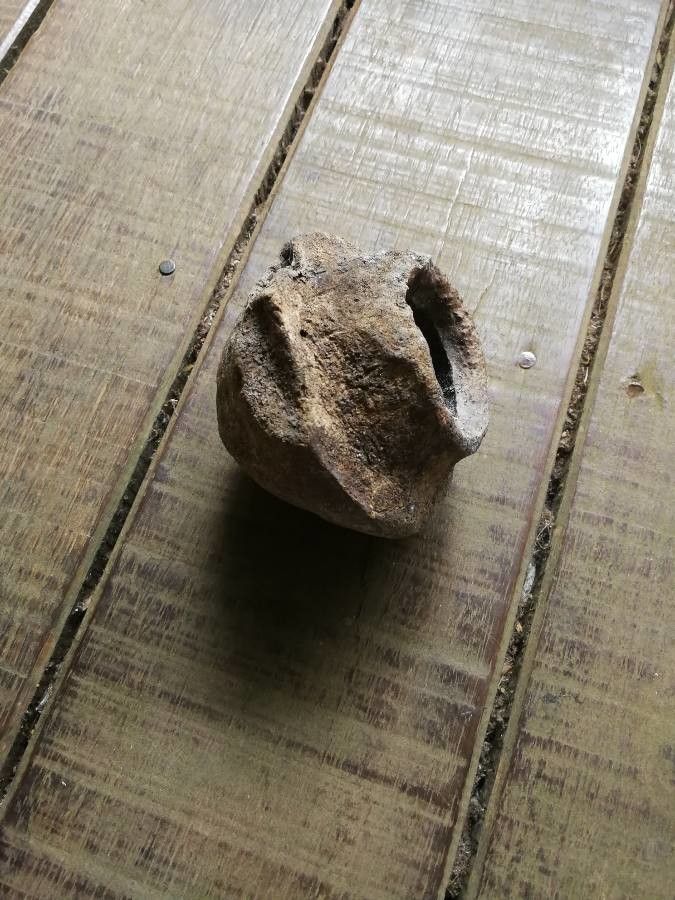 Lecythis zabucajo fruit