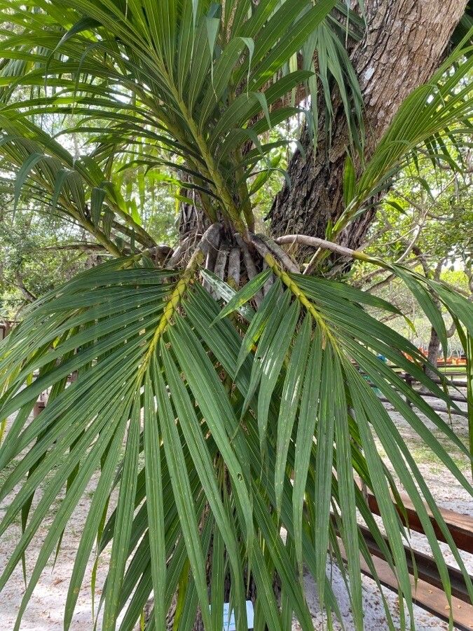 Cyrtopodium gigas — related species from the same genus