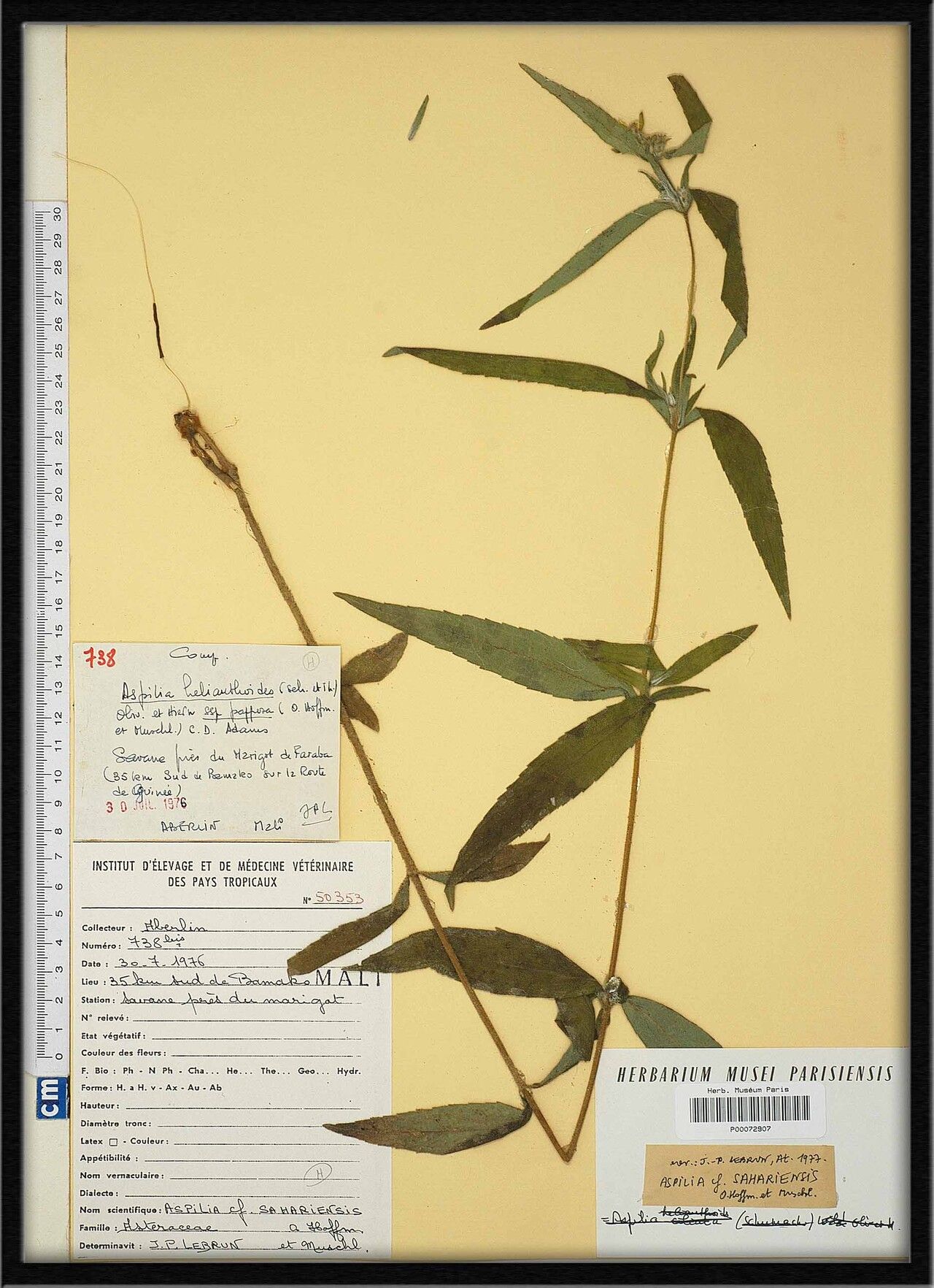 Aspilia sahariensis — search result for 'Aspilia'