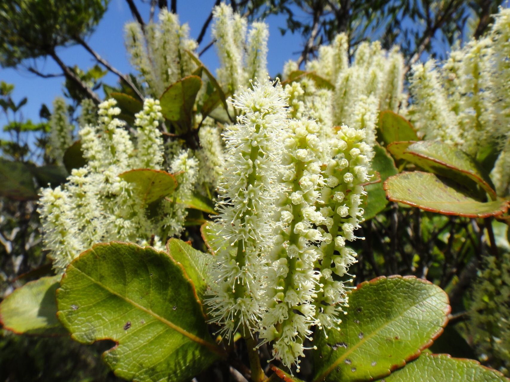 Pterophylla dichotoma flower