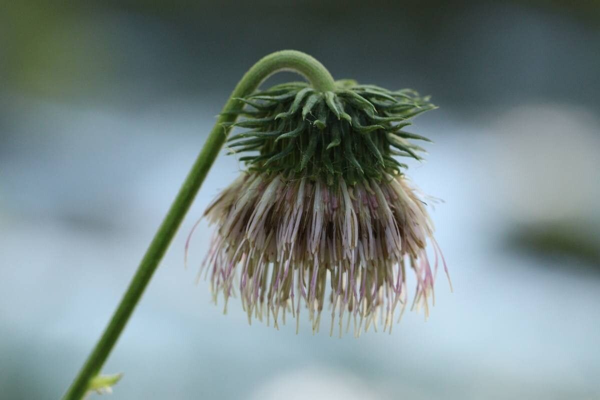 Cirsium kamtschaticum — search result for 'Cirsium'