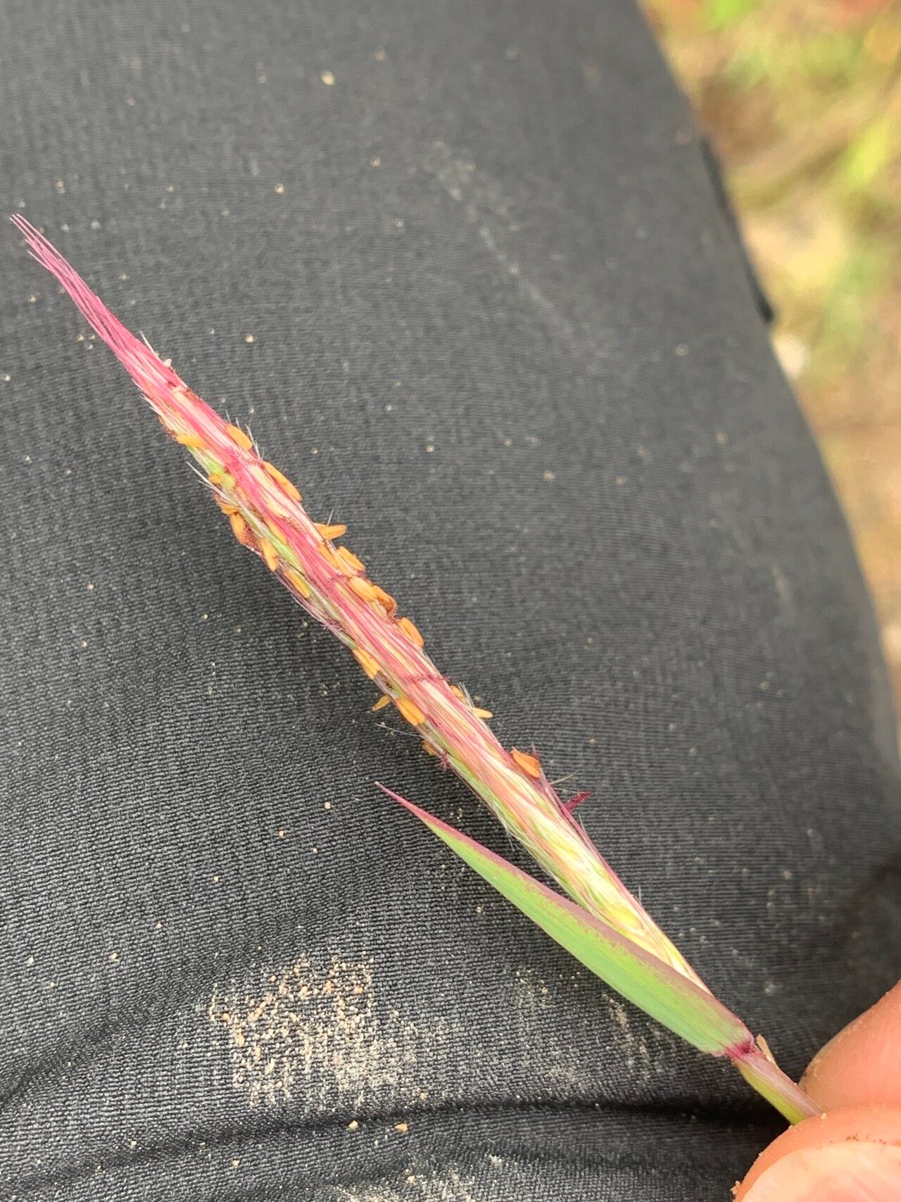 Ischaemum koleostachys flower