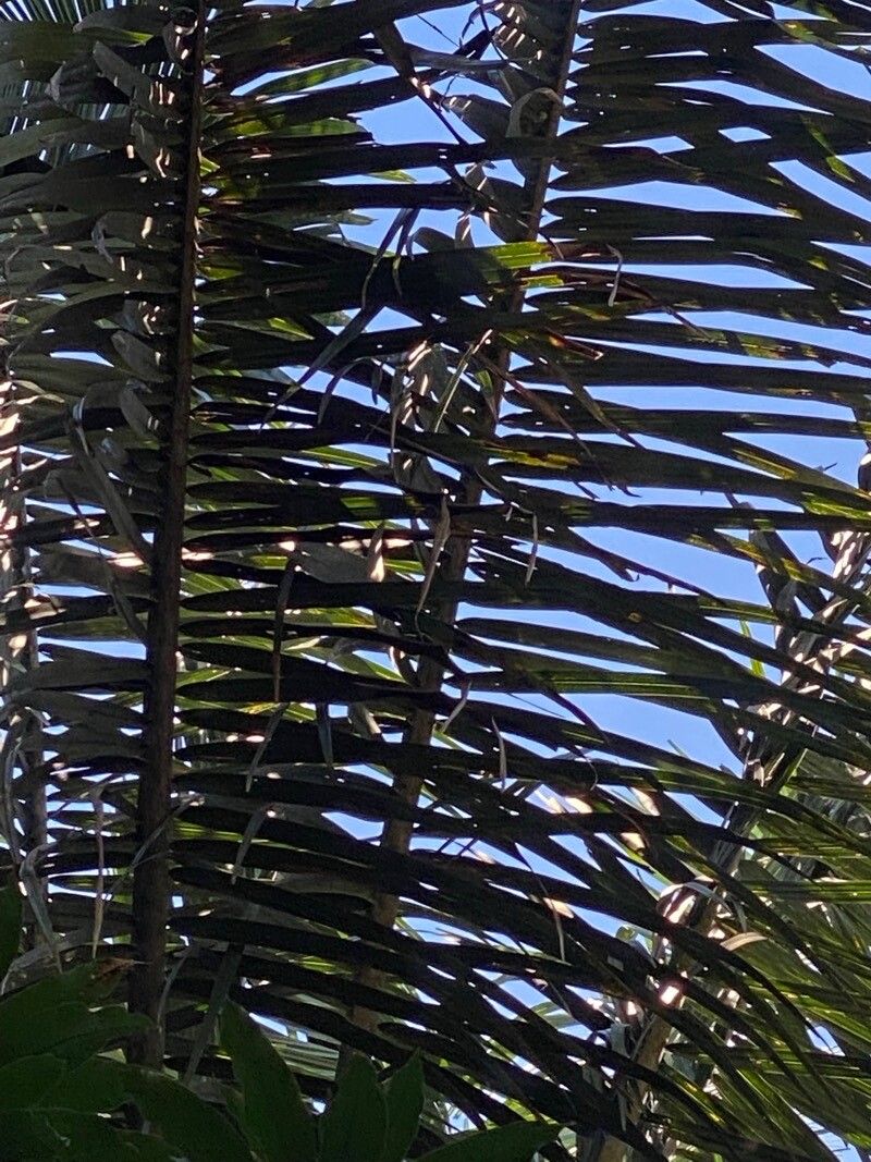 Attalea speciosa — houseplant care guide