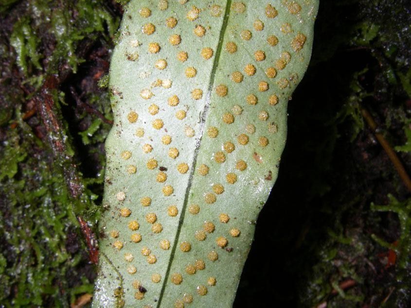Campyloneurum aphanophlebium other