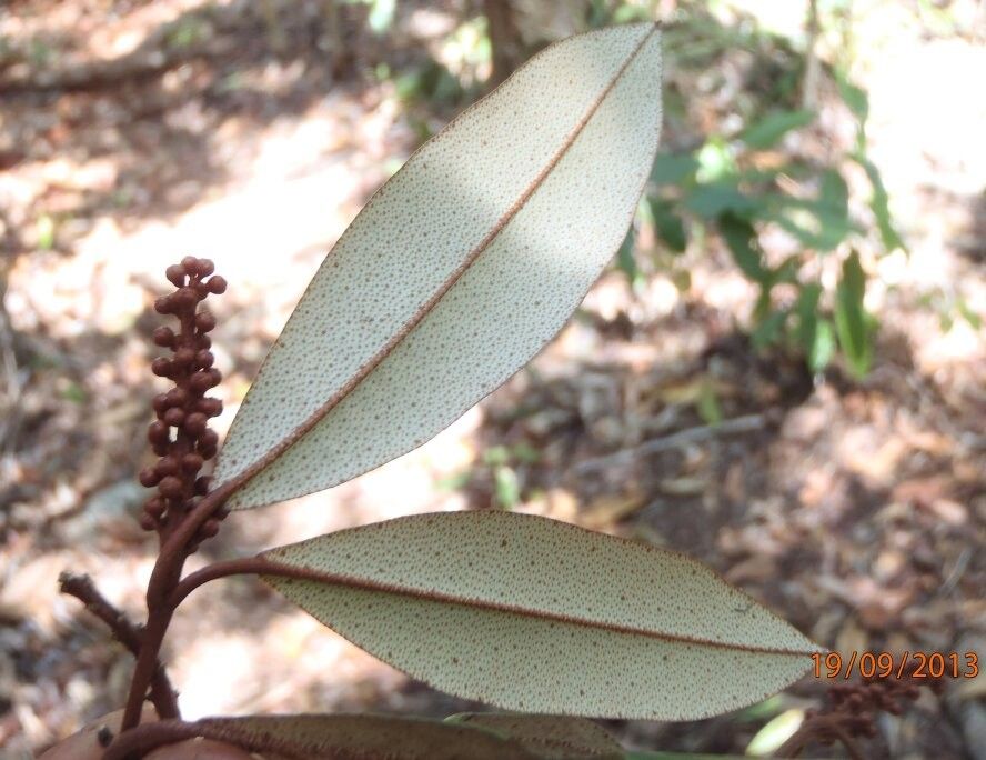 Croton cupreolepis — houseplant care guide