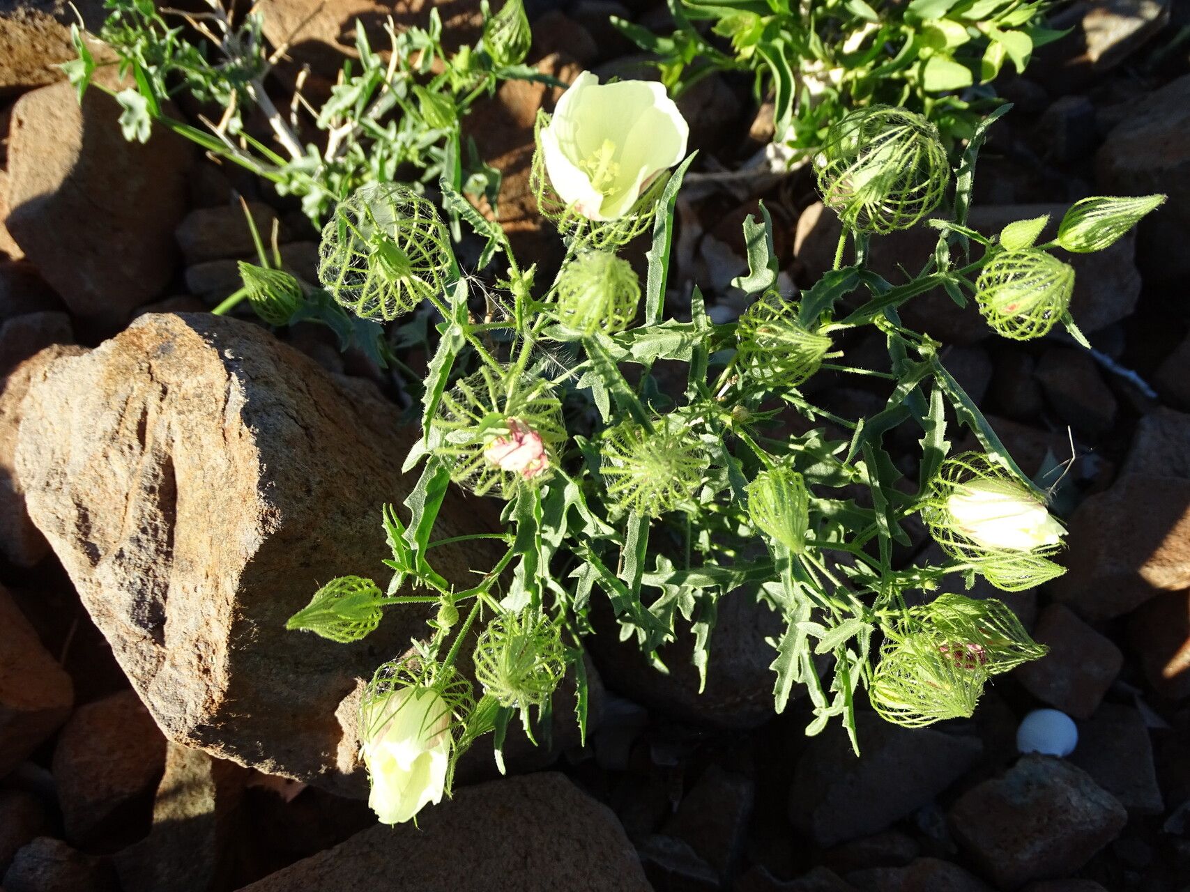 Pavonia clathrata flower