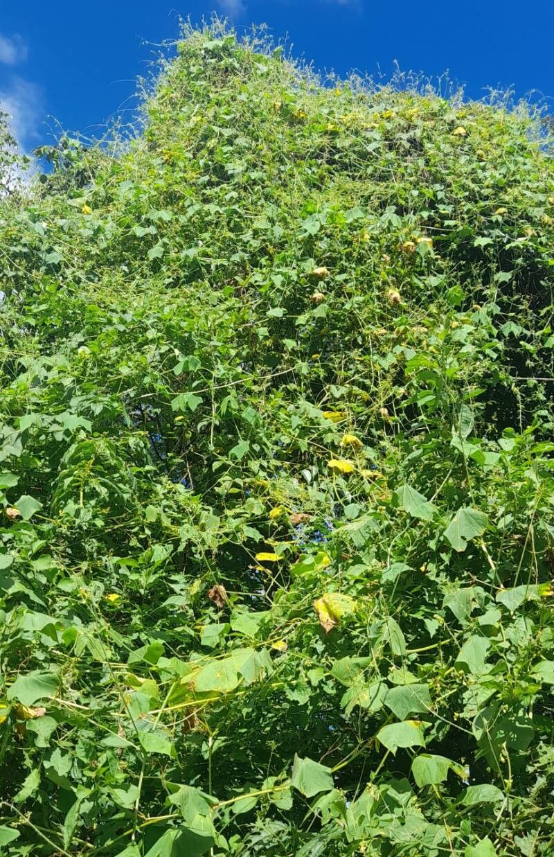 Sicyos odonellii habit