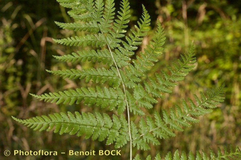 Dryopteris guanchica other