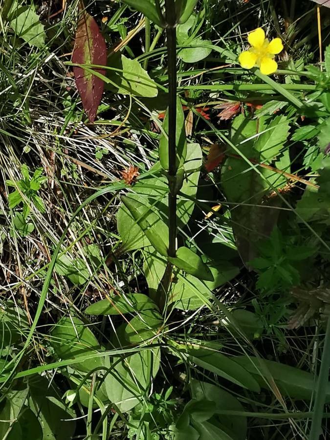 Swertia perennis leaf