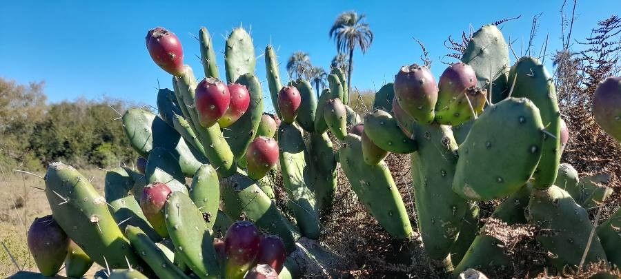 Opuntia elata leaf